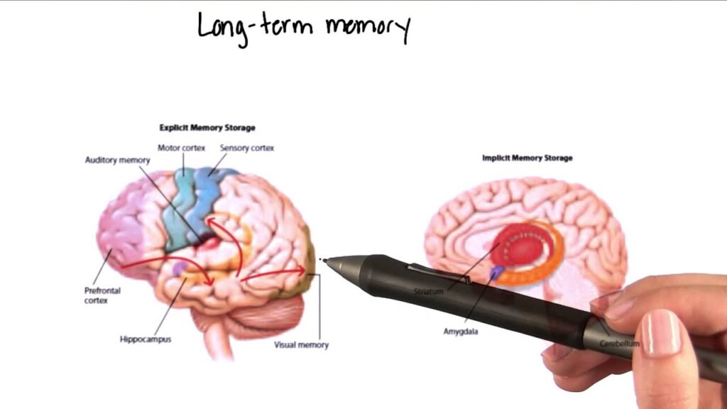 long term memory in cognitive skills