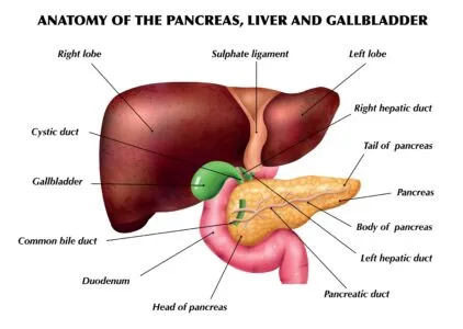 Gallbladder vs Liver Pain: Mastering Key Differences