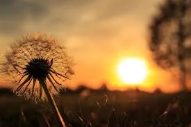 Opacarophile Meaning: Why You Love Sunset Magic