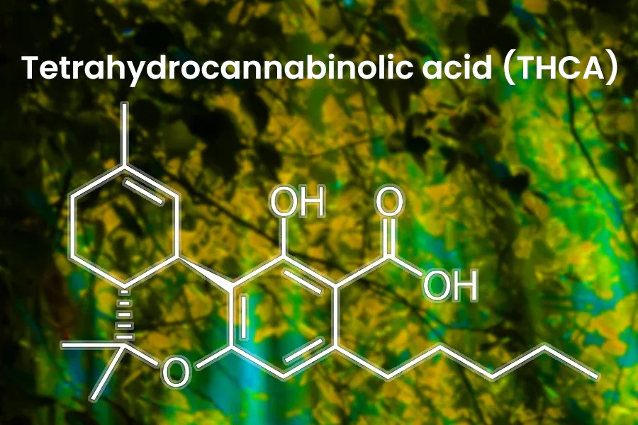 Is THCA Legal in UK? The Truth About Cannabinoid Laws