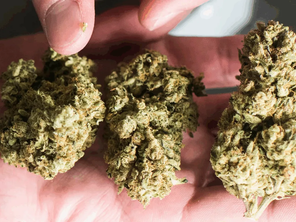 Is THCA Legal in UK? The Truth About Cannabinoid Laws