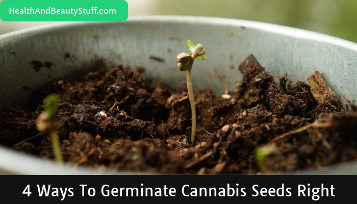 4 Ways to Germinate Cannabis Seeds Right