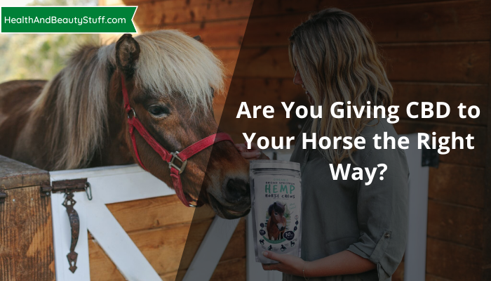 Are You Giving CBD to Your Horse the Right Way?