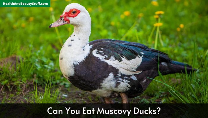 Can You Eat Muscovy Ducks