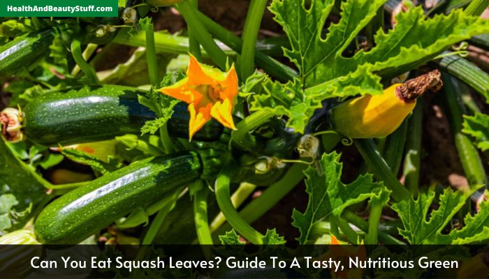 Can You Eat Squash Leaves Guide To A Tasty, Nutritious Green
