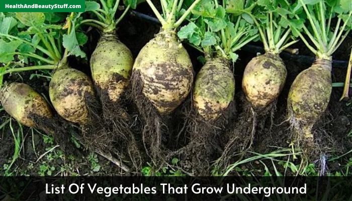 List Of Vegetables That Grow Underground