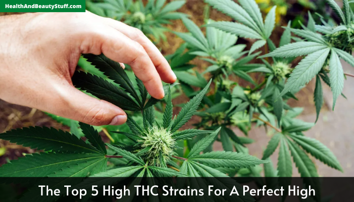 The Top 5 High THC Strains For A Perfect High