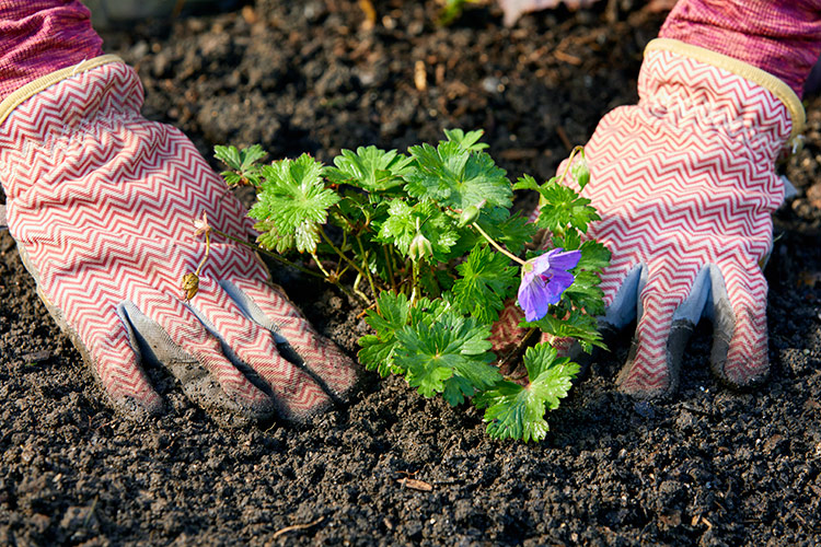 Gardening and Planting