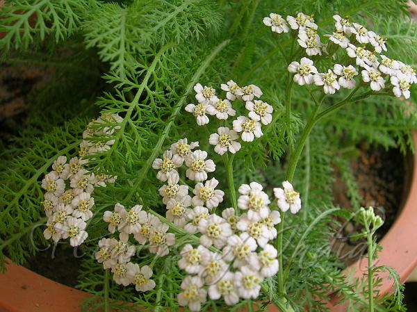 image 1267 image 1267