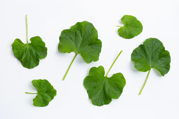 Nutritional Snapshot of Squash Leaves