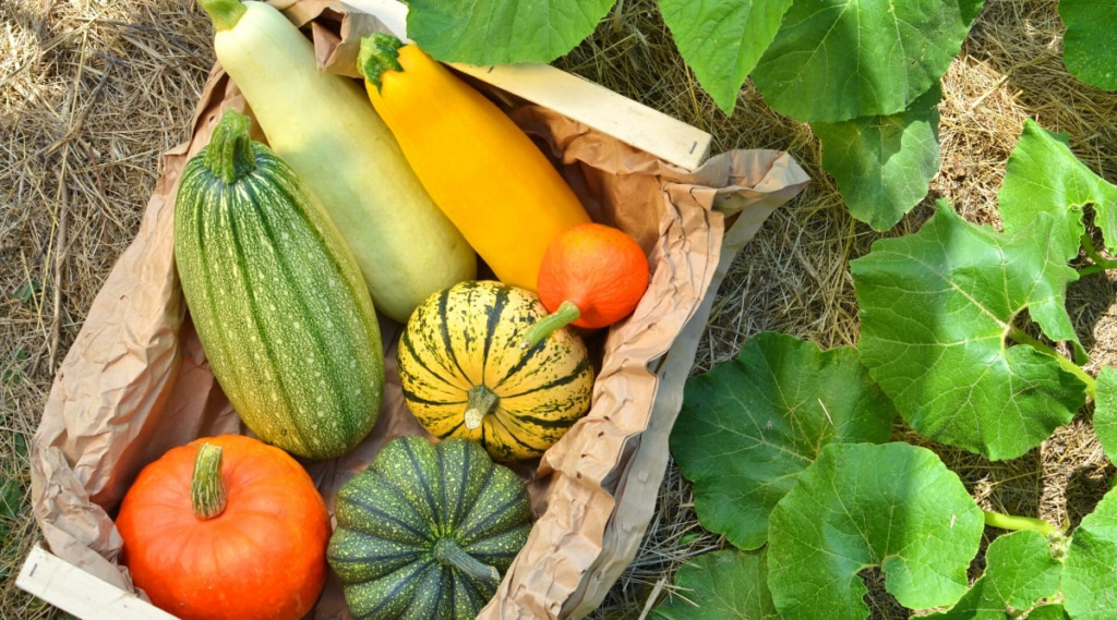 Are Squash Leaves Safe to Eat