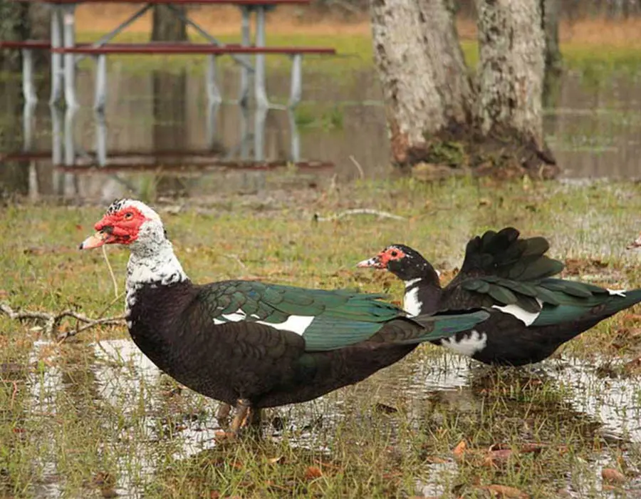 What’s the Buzz About Muscovy Ducks