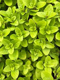 image 1361 image 1361