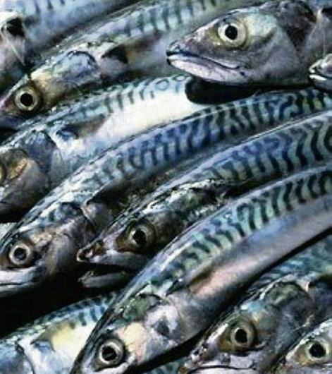 Mackerels