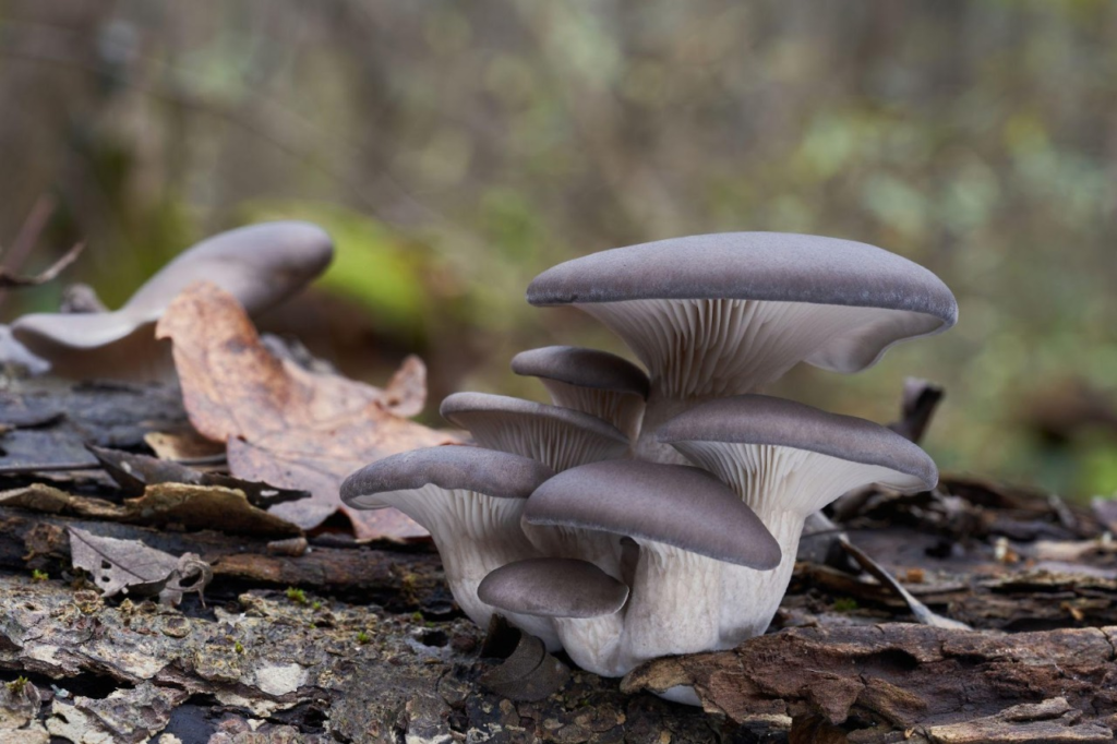 Oyster Mushrooms