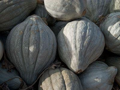 Gray Hubbard Squash