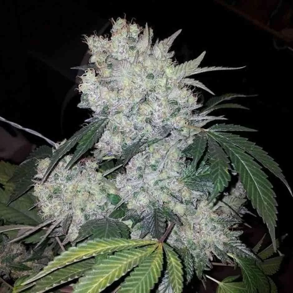 White Widow Strain 