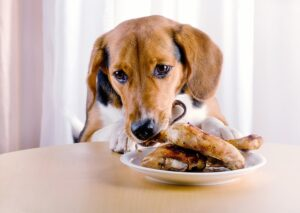 Can Dogs Eat Mahi Mahi Raw