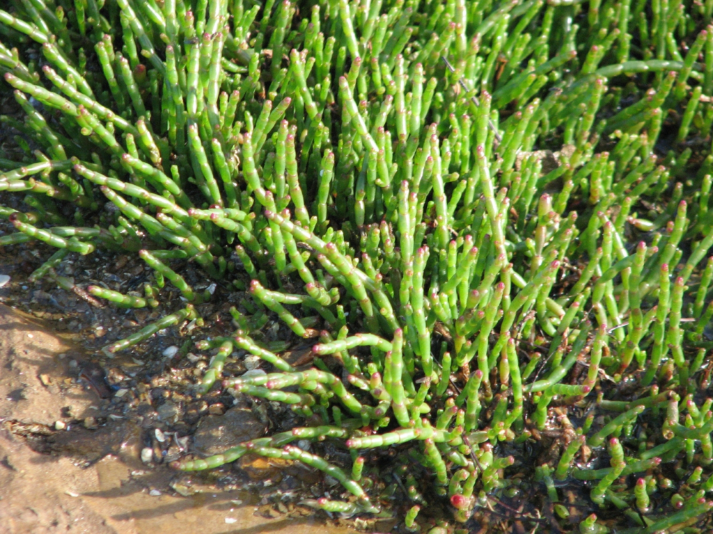 image 494 image 494
