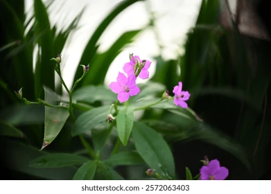 image 741 image 741