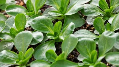 image 743 image 743