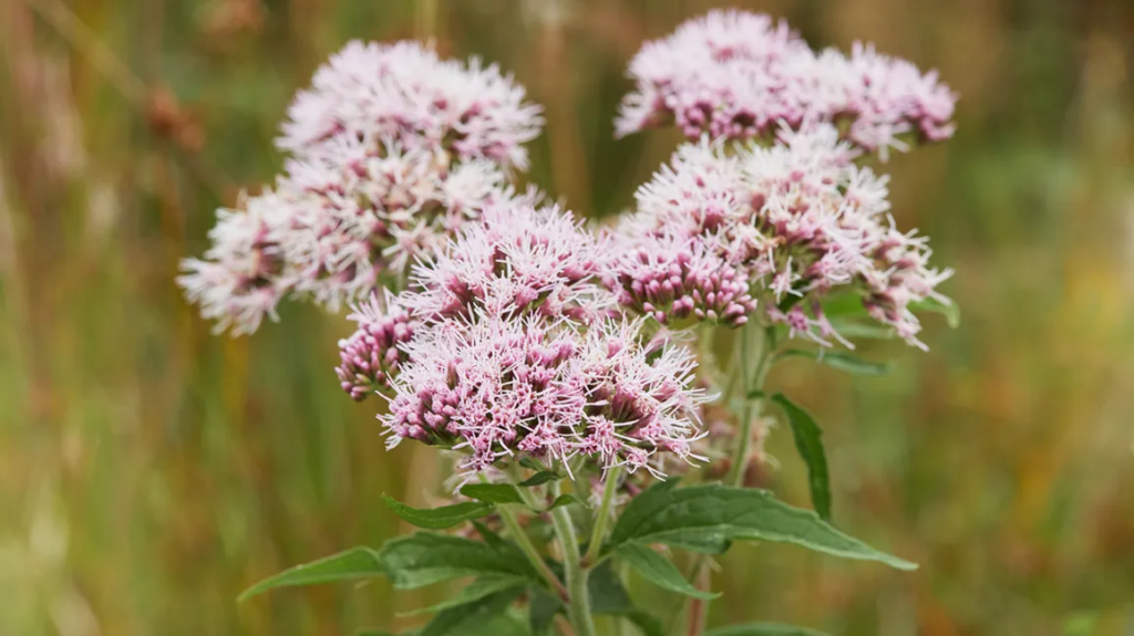 Valerian root