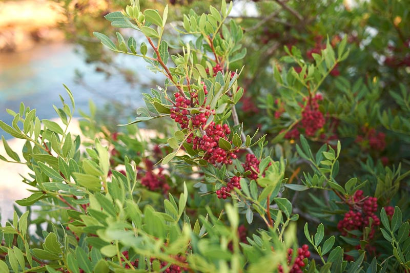 image 798 image 798