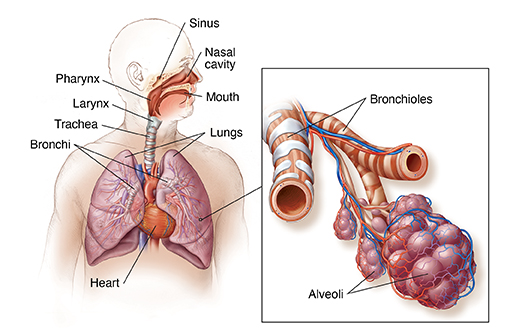 Understanding sinus and respiratory health: The importance of clear airways