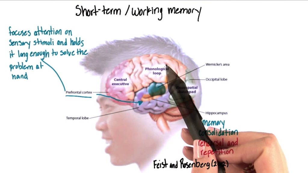 short term memory in cognitive skills short term memory in cognitive skills