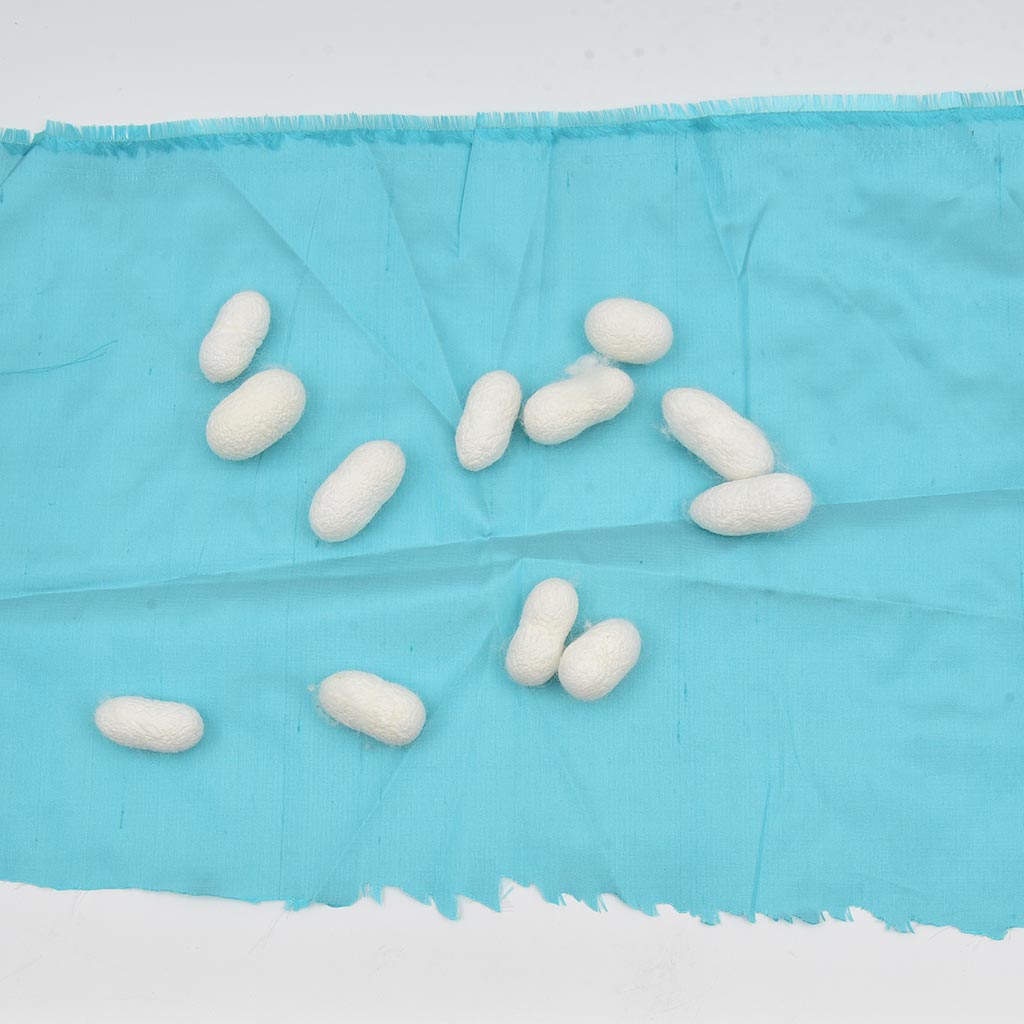 silk 1024 1 kidney bean like object in stool
